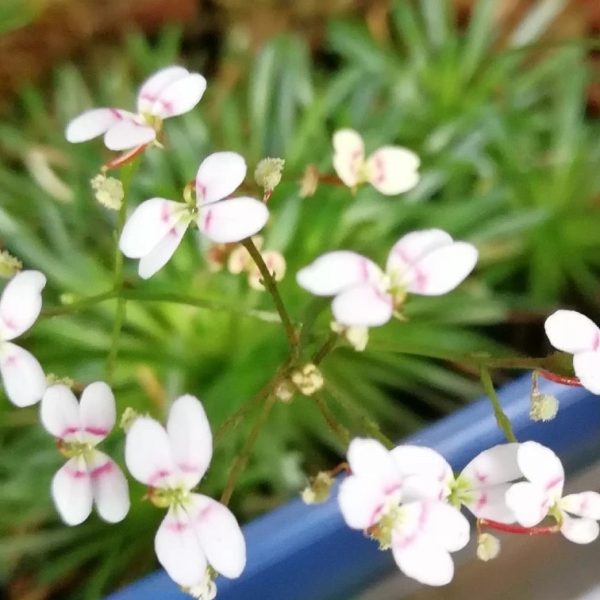 丹波花柱草 Trigger plant (Stylidium petiolare)