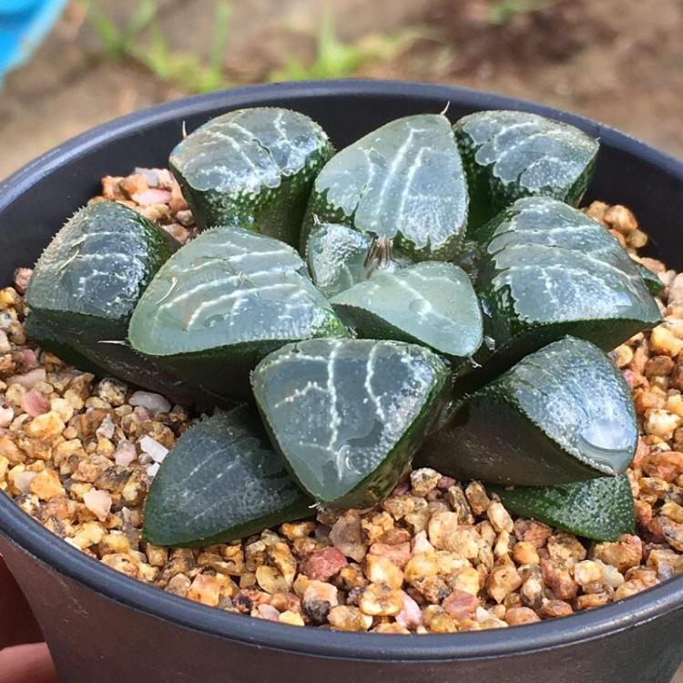 玉露 Tsukikage (Haworthia cooperi)：圖片 2