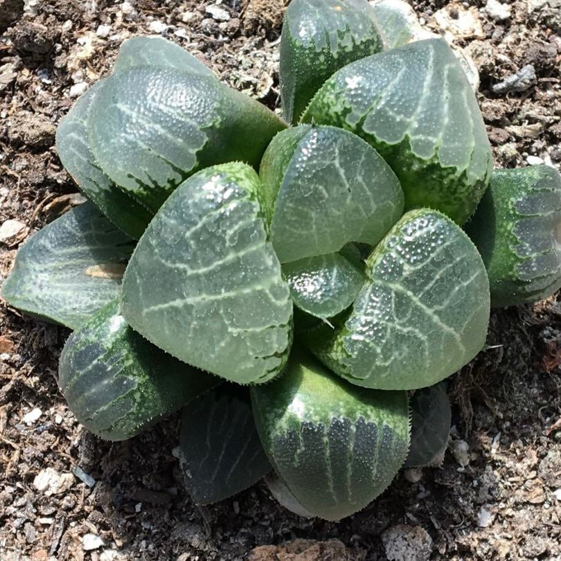 玉露 Tsukikage (Haworthia cooperi)