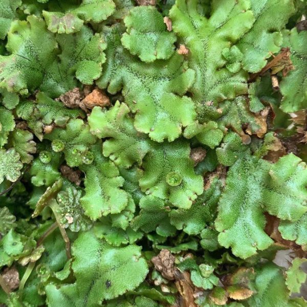 地錢 Umbrella Liverwort (Marchantia polymorpha)：圖片 2