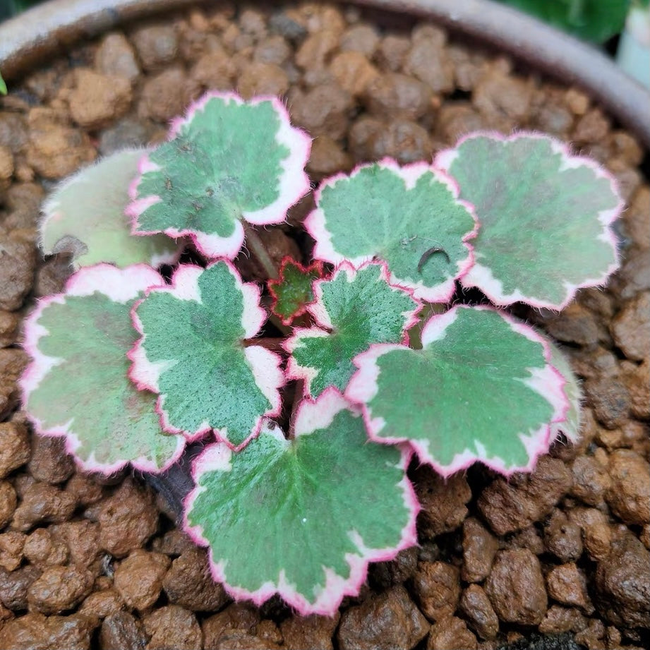 虎耳草 Variegated Strawberry Begonia (Saxifraga stolonifera var.)：圖片 2