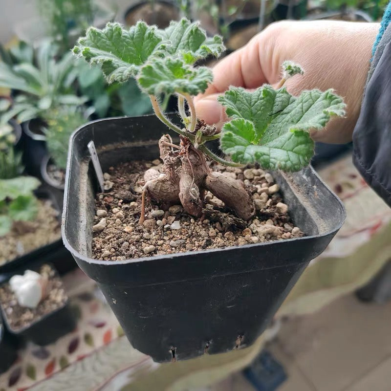 羅伯塔洋葵 Vine-leaved pelargonium (Pelargonium lobatum)