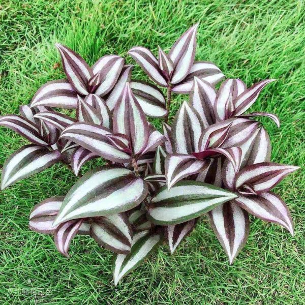 吊竹梅 Wandering Jew (Tradescantia zebrina 'Purple Tinge')：圖片 2