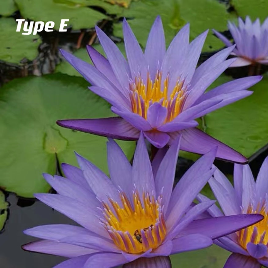 蓮花 Waterlily (Nymphaea tetragona)：圖片 5