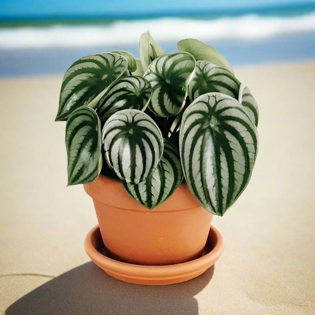 小西瓜皮椒草 Watermelon Peperomia (Peperomia argyreia):圖片 2
