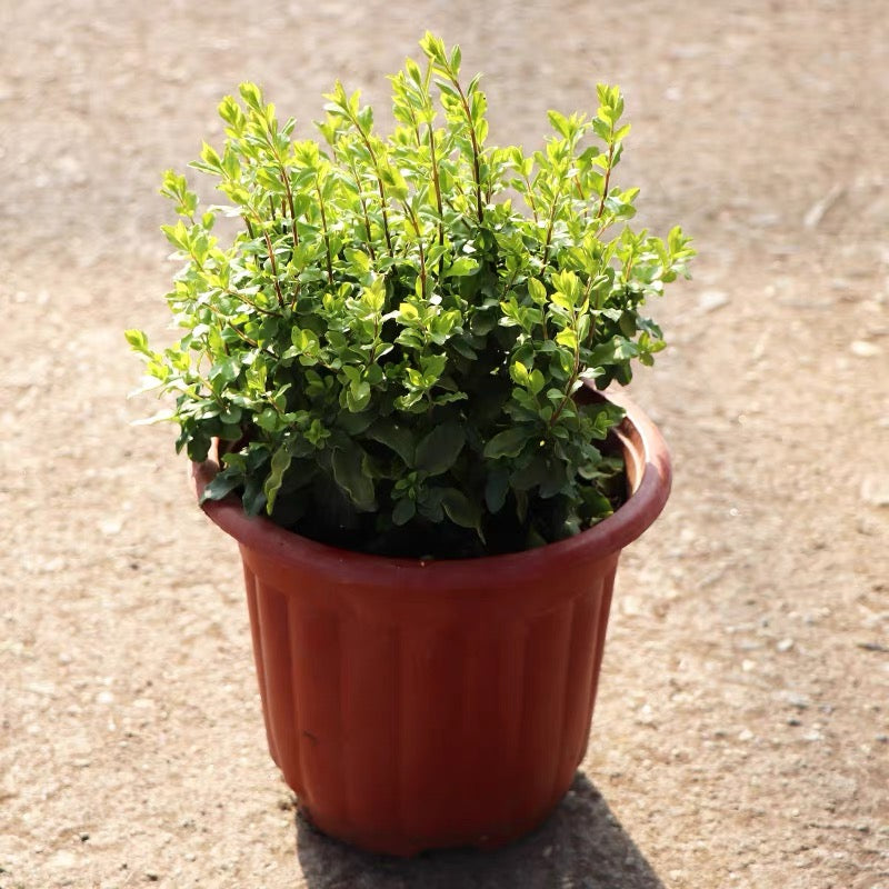 日本女貞 Wax-leaf privet (Ligustrum japonicum 'Howardii'):圖片 2
