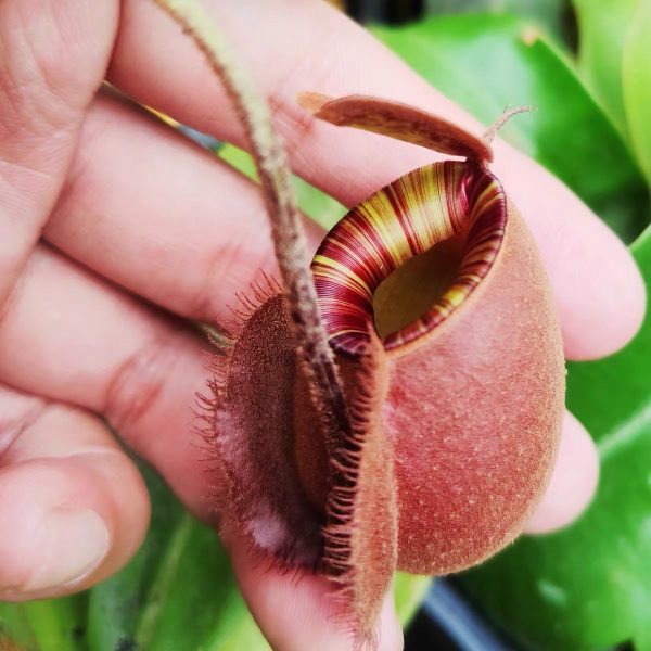 維京黑月亮蘋果豬籠草Nepenthes viking × Black Moon Apple：圖片 2