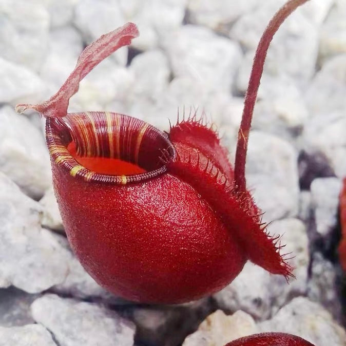 維京黑月亮蘋果豬籠草Nepenthes viking × Black Moon Apple:圖片 3