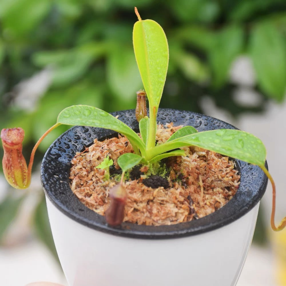 勞氏紅葫蘆豬籠草 Nepenthes lowii x ventricosa (red)：圖片 2