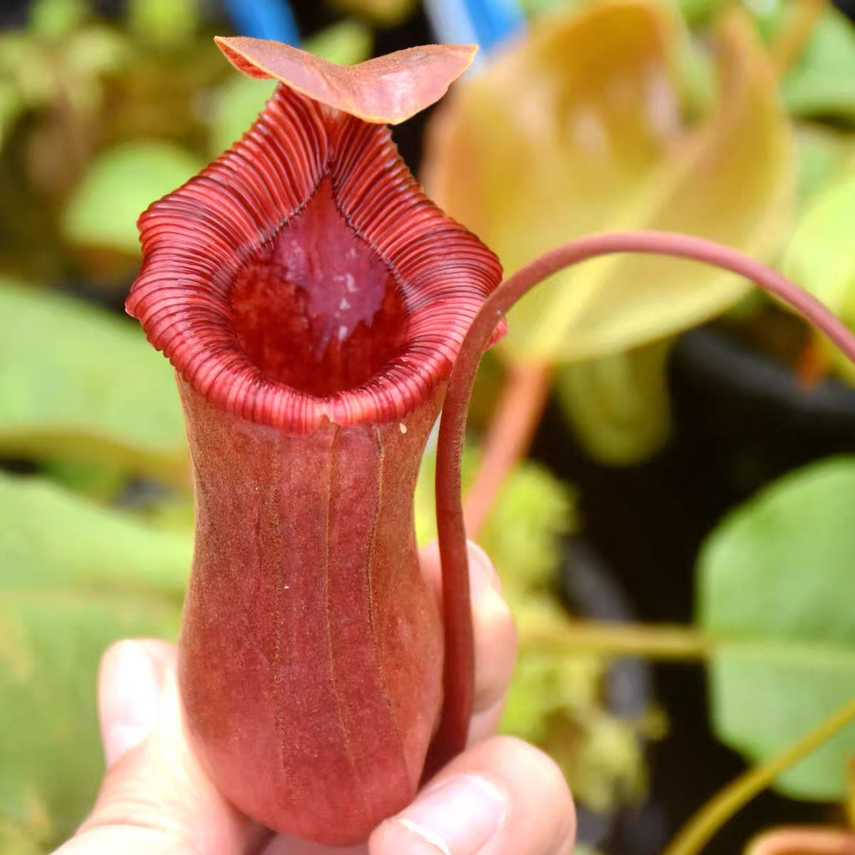 勞氏紅葫蘆豬籠草 Nepenthes lowii x ventricosa (red)