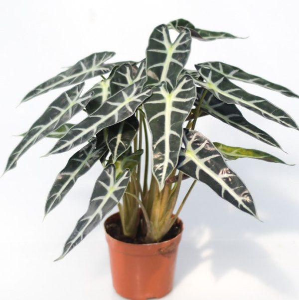 小仙女觀音蓮 Alocasia Bambino Arrow:圖片 3