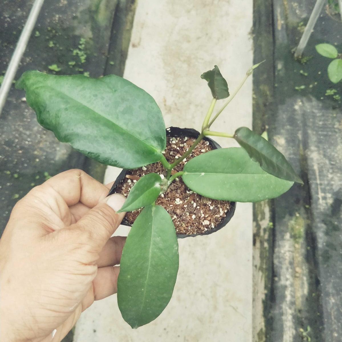 風鈴球蘭 Hoya archboldiana white：圖片 3