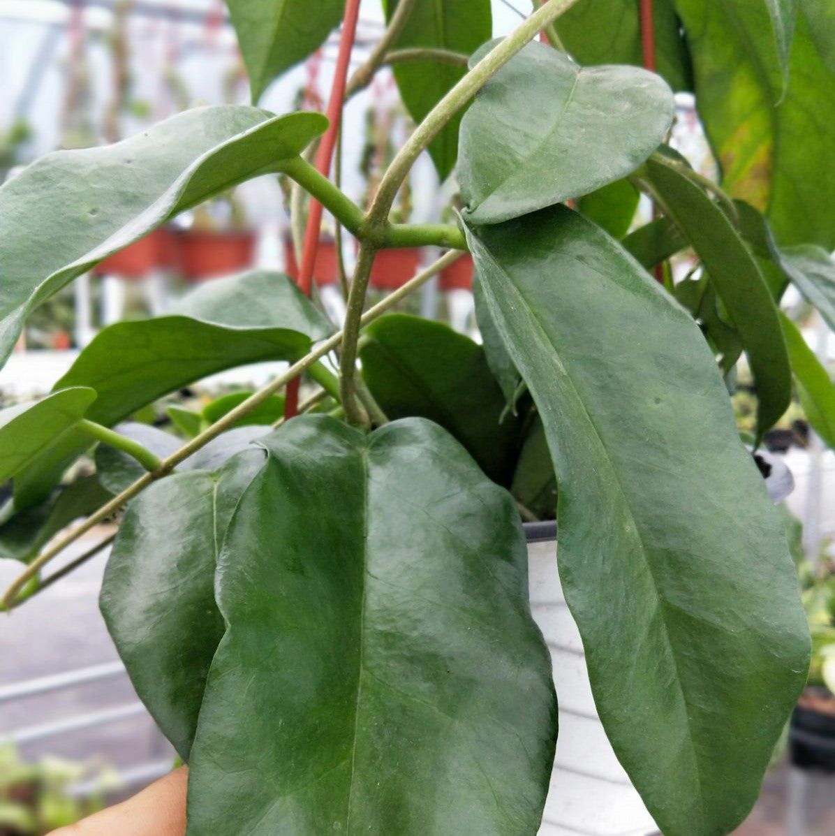 風鈴球蘭 Hoya archboldiana white：圖片 4