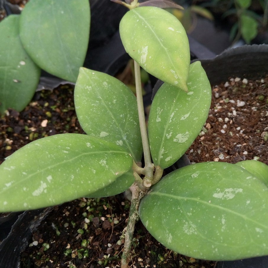 紅副球蘭 Hoya erythrinaemma red：圖片 3