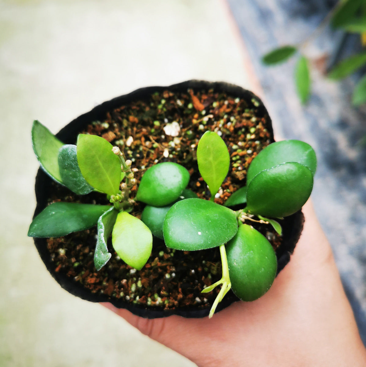 休斯科爾球蘭(黃) Hoya heuschkeliana ssp. yellow：圖片 2