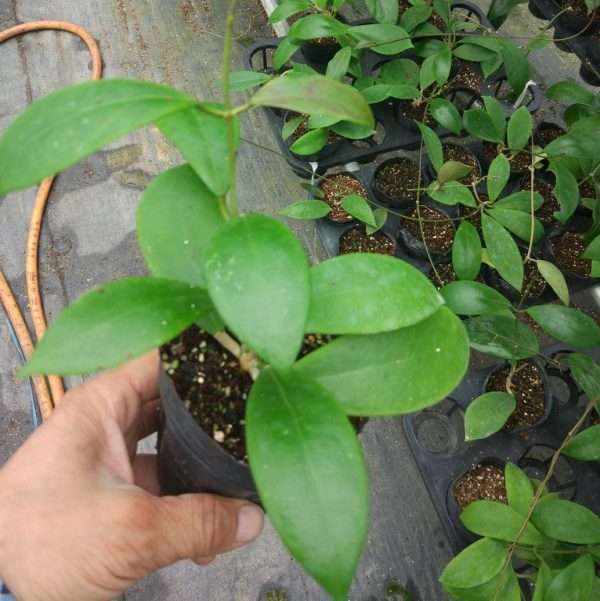 棉德島球蘭 Hoya mindorensis-purple：圖片 3