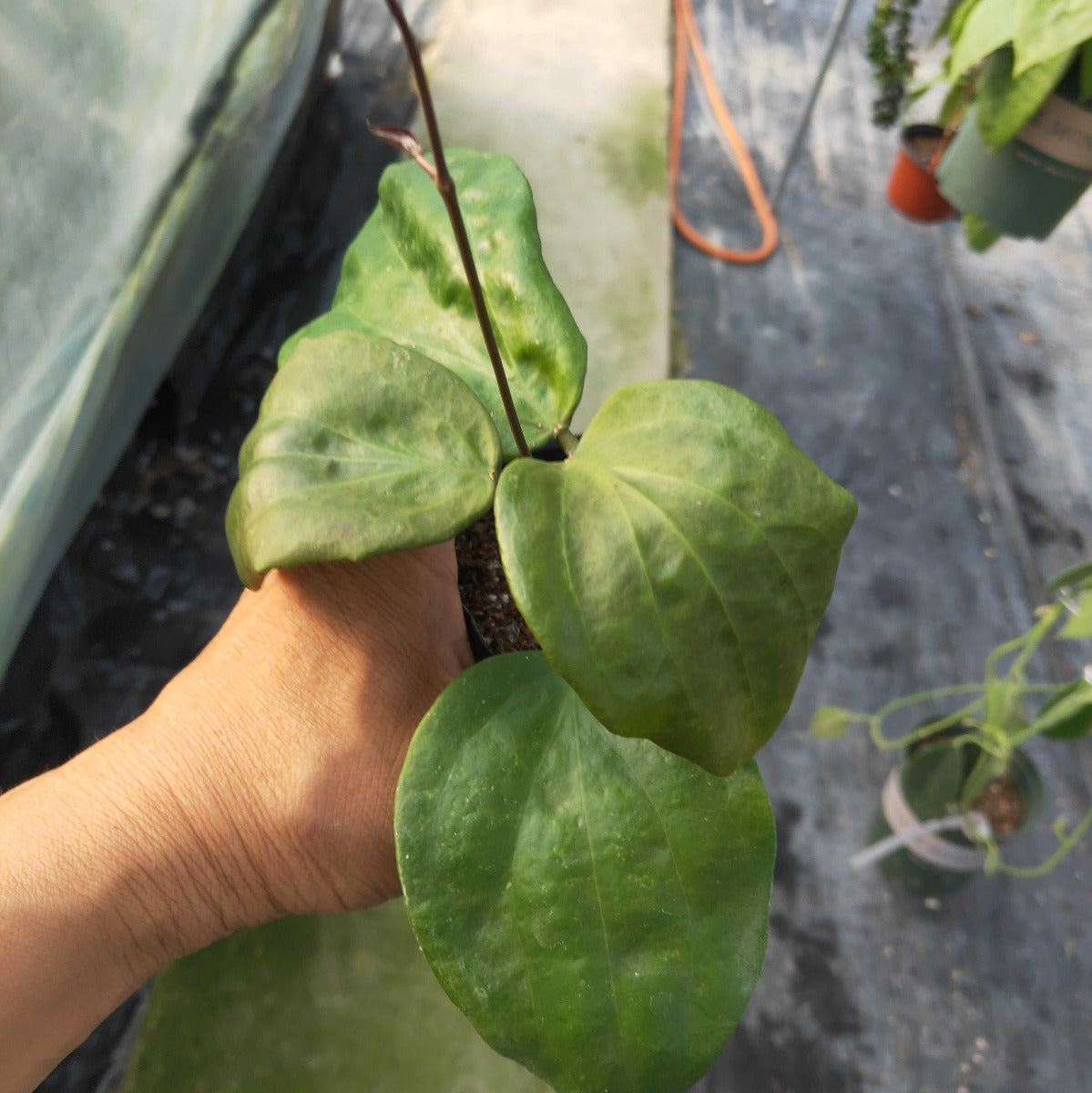 五列球蘭 Hoya pentaphlebia：圖片 2