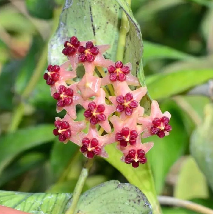 多脈球蘭 Hoya polyneura 'Fish tail Hoya'