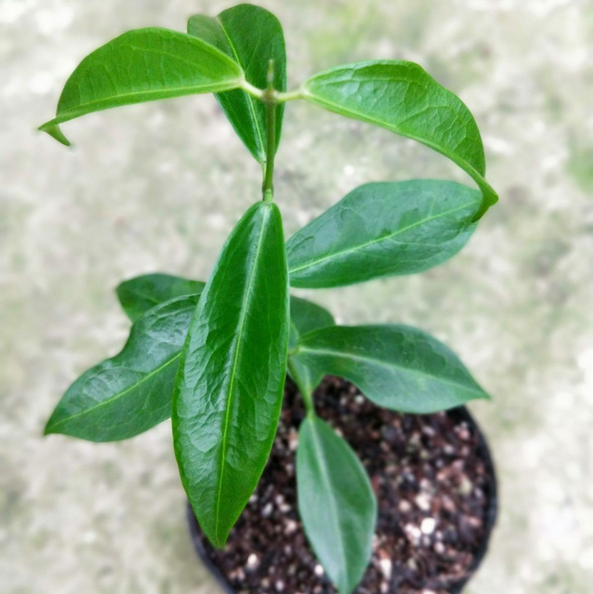 露比達球蘭 Hoya rubida:圖片 2