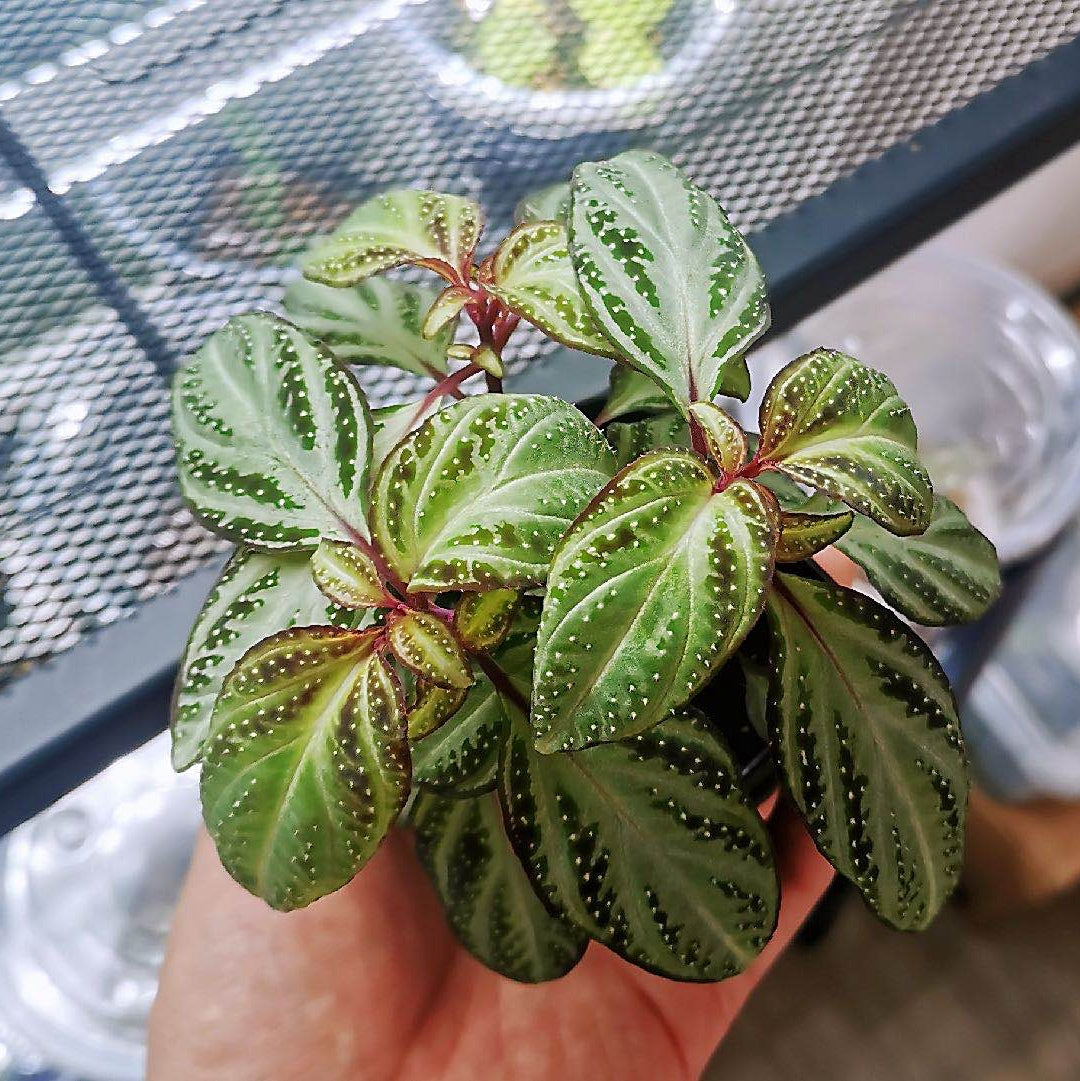 蜂鬥草 Sonerila sp. swan:圖片 2