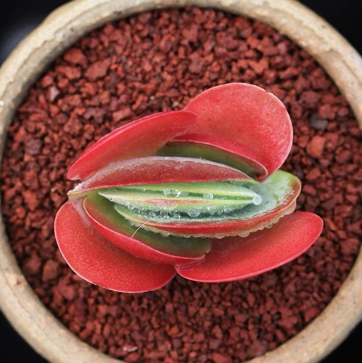 唐印 Paddle plant (Kalanchoe thyrsiflora):圖片 3