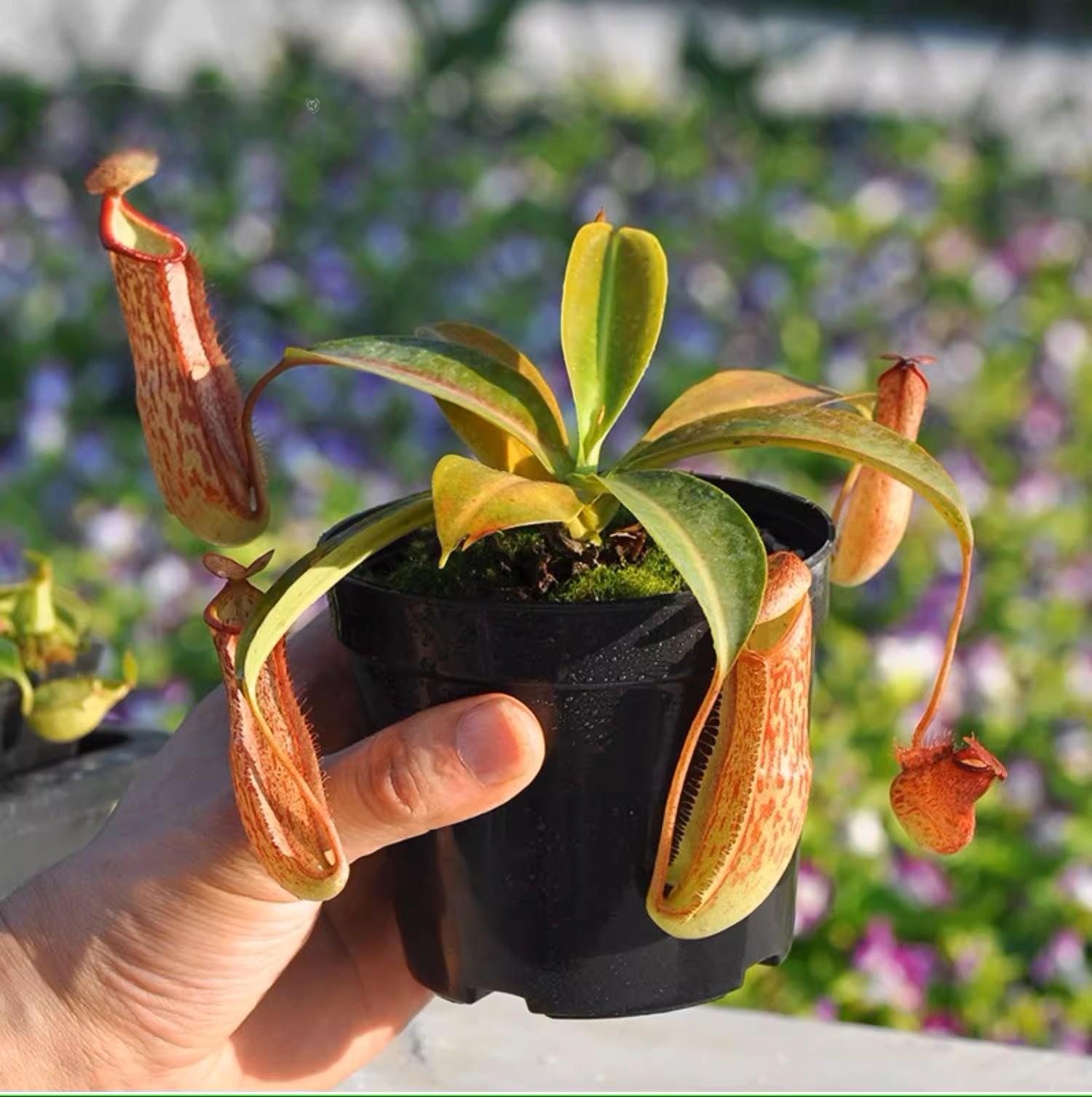 米蘭達豬籠草 Nepenthes 'Miranda':圖片 5