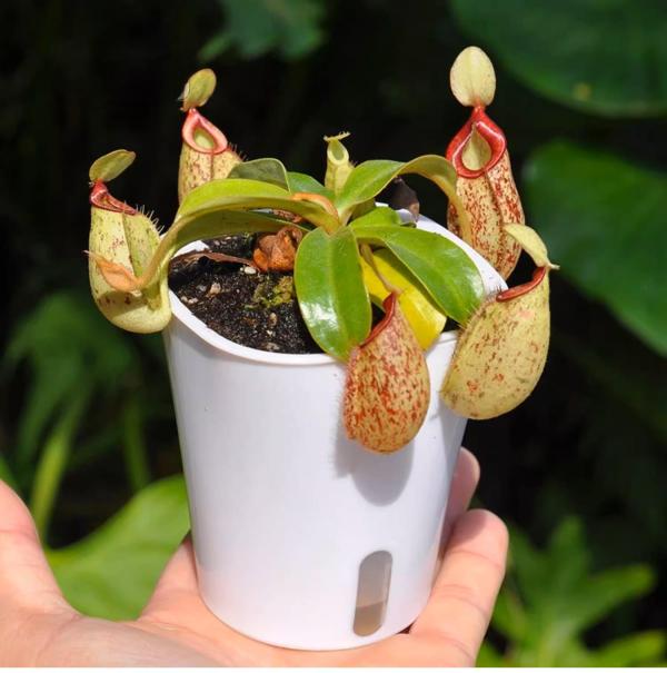 虎克豬籠草/紅唇斑點豬籠草Nepenthes hookeriana：圖片 2