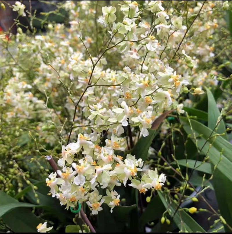 文心蘭（應季花卉）：圖片 4
