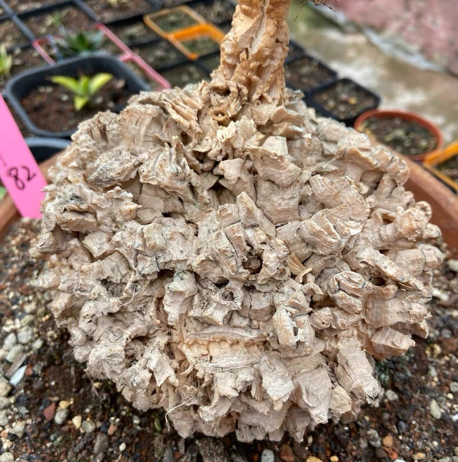 龜甲蘿藦 Milk Vines (Matelea cyclophylla):圖片 22