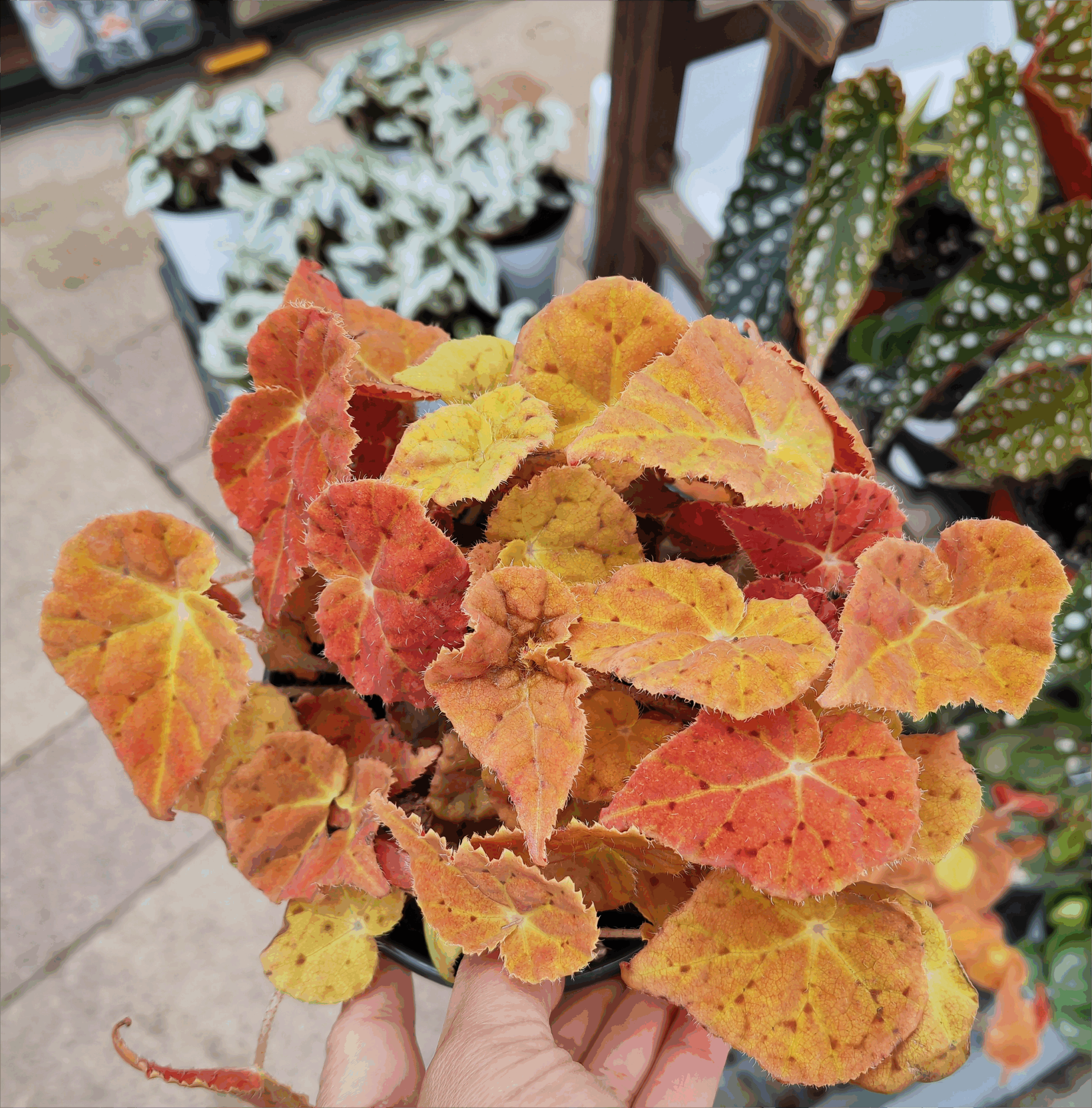 秋之華秋海棠（粉暈銀葉）| Begonia rex hybrid ‘Pink Silver’：圖片 2