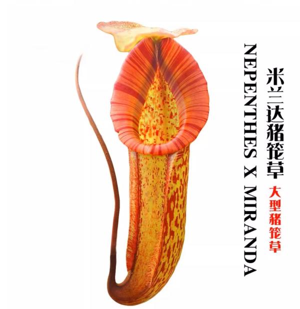 米蘭達豬籠草 Nepenthes 'Miranda'