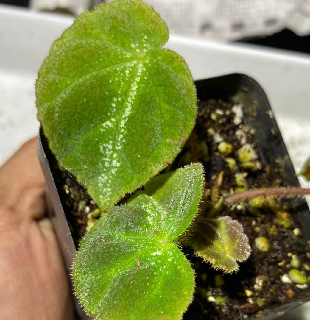 羅城秋海棠 Begonia luochengensis