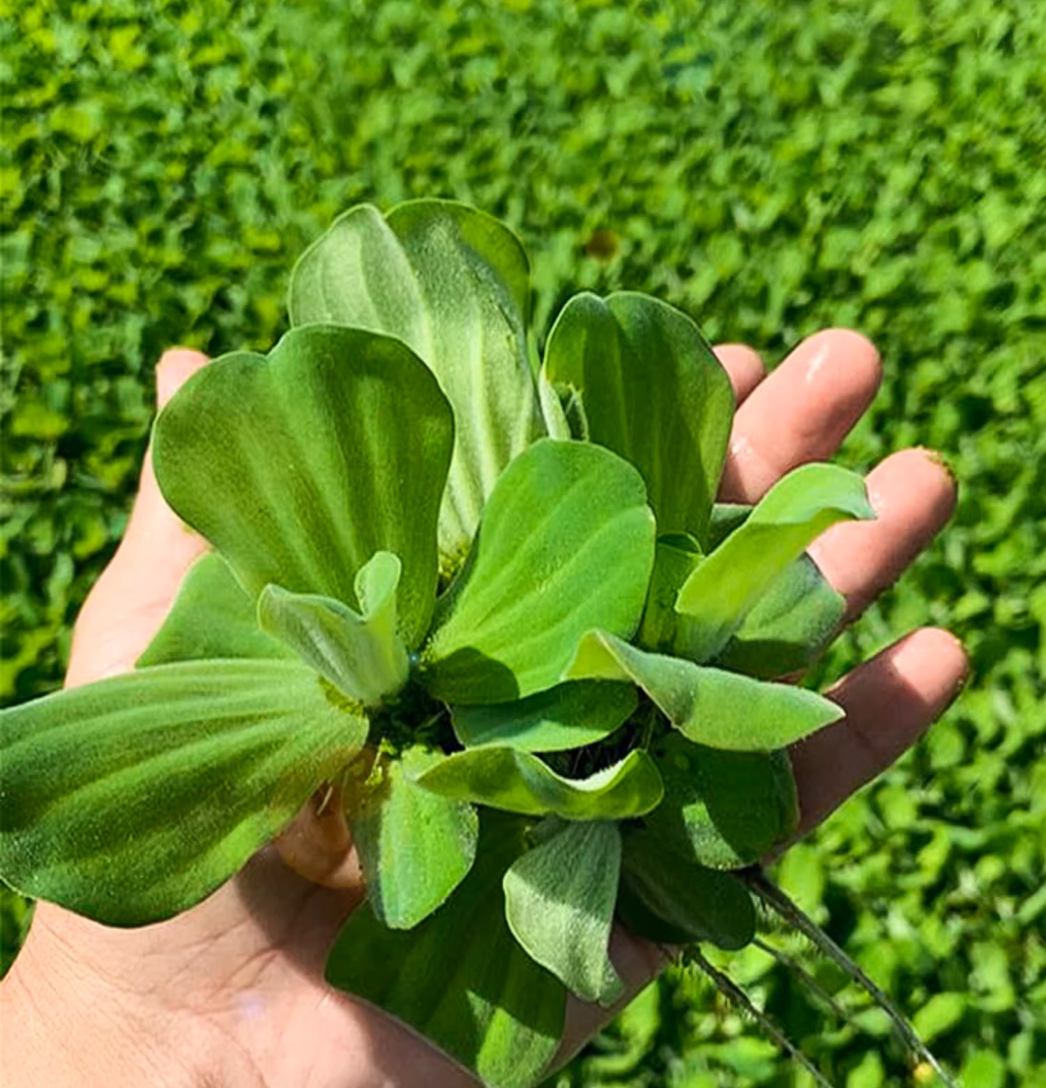 水族箱浮萍 水芙蓉(Pistia stratiotes)水陸缸浮葉植物