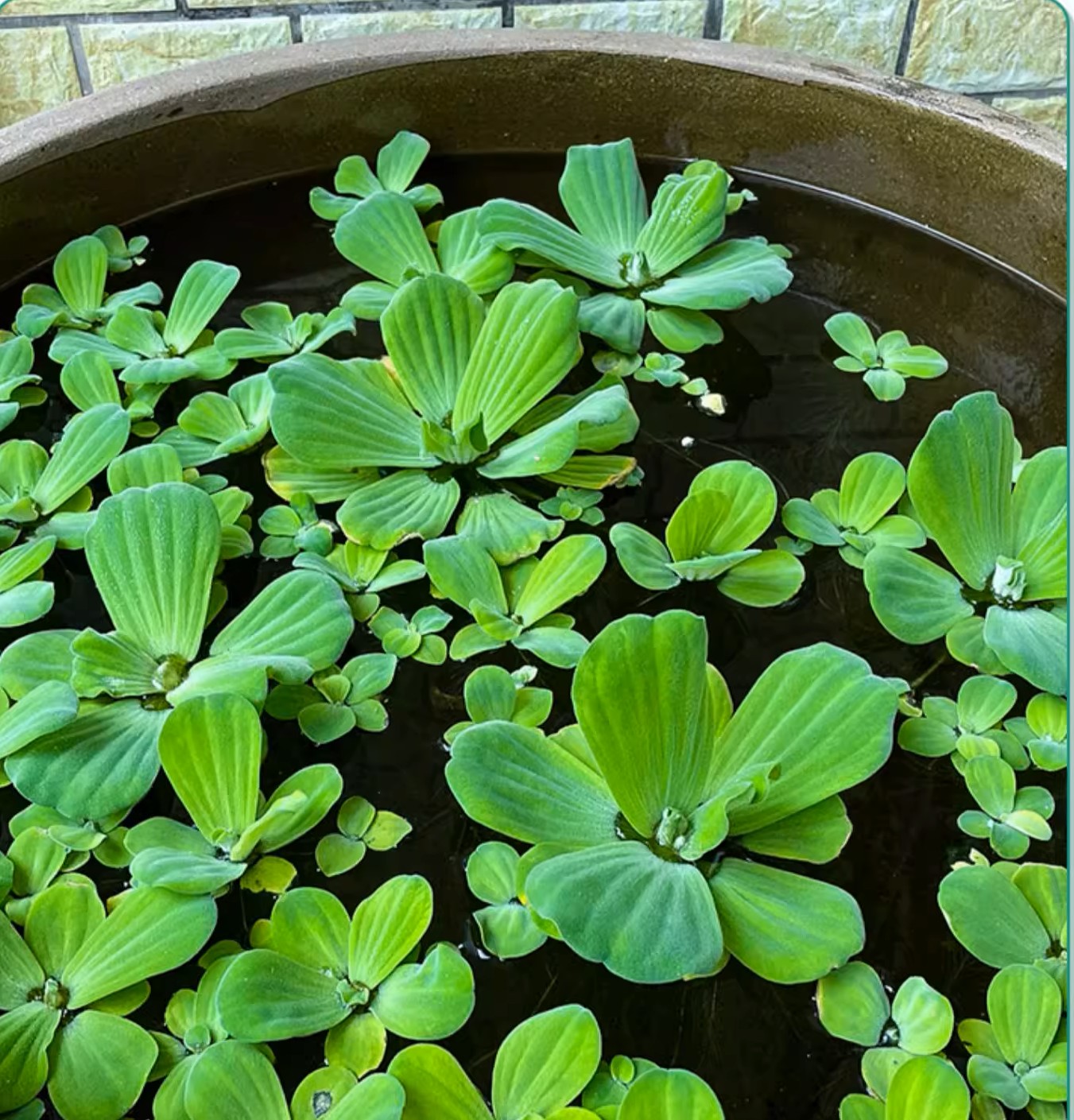 水芙蓉浮萍 Water Lettuce (Pistia stratiotes)：圖片 4