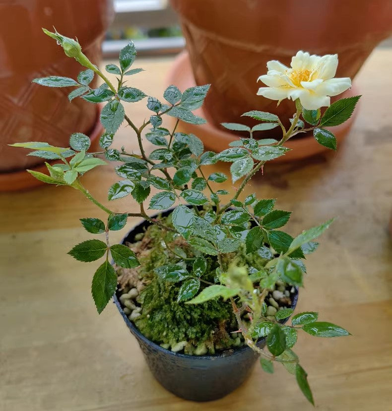 黃金雅微型月季 Rose Miniature 'Gold Coin'：圖片 3