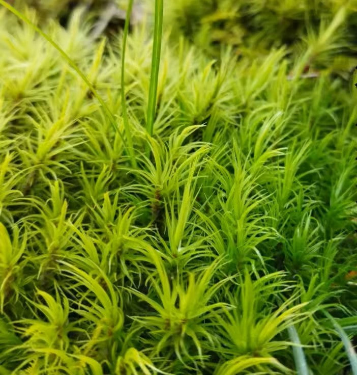 曲尾蘚 Mood Moss (Dicranum Scoparium)