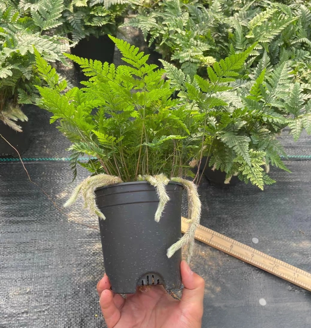 杯蓋陰石蕨 Rabbit's Foot Fern (Humata griffithiana)：圖片 3
