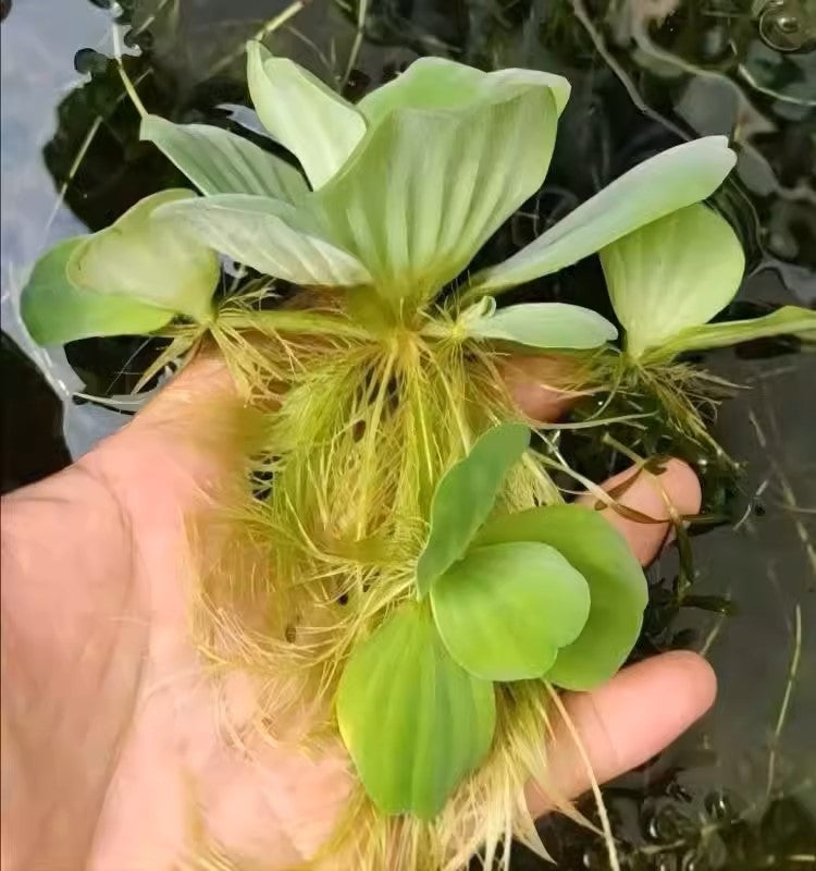 水芙蓉浮萍 Water Lettuce (Pistia stratiotes):圖片 2