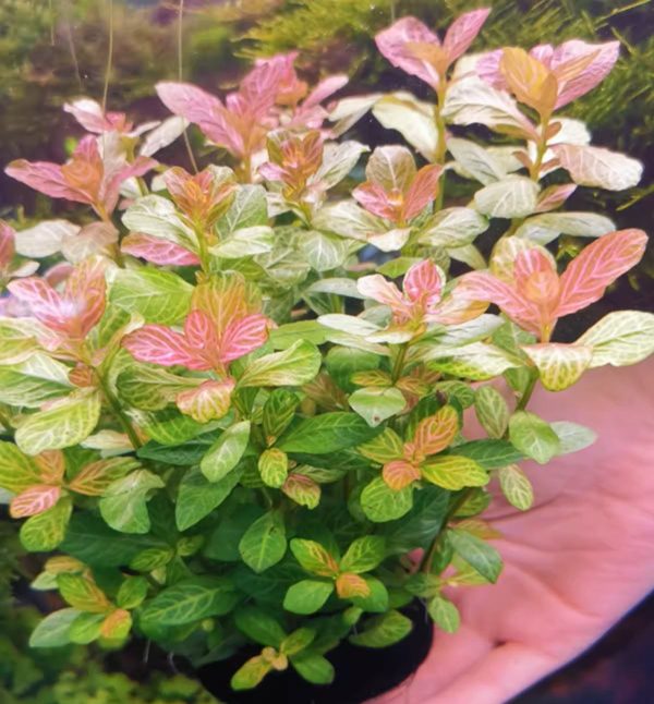 紅絲青葉 Dwarf Hygrophila (Hygrophila polysperma):圖片 3