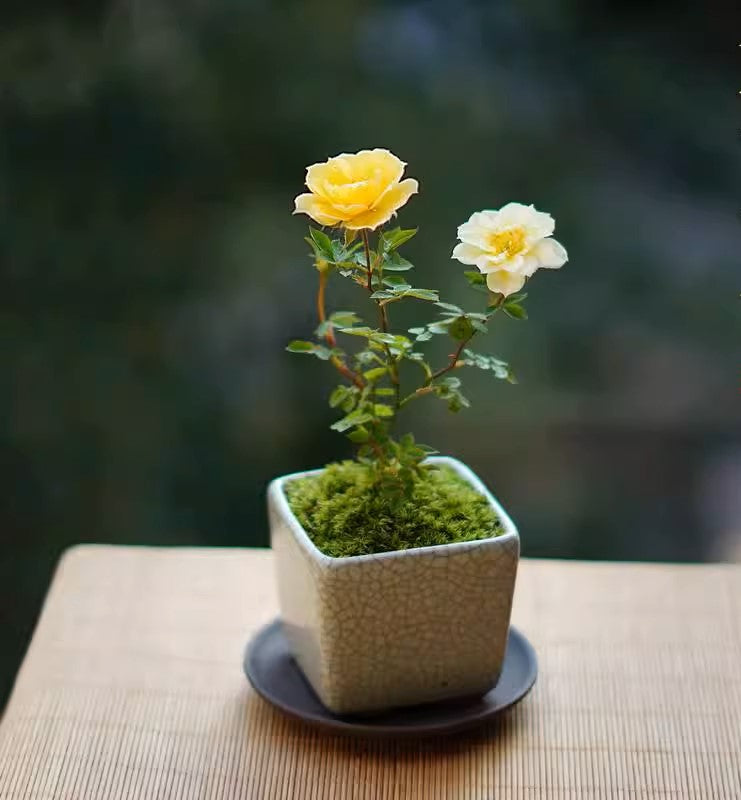 黃金雅微型月季 Rose Miniature 'Gold Coin'