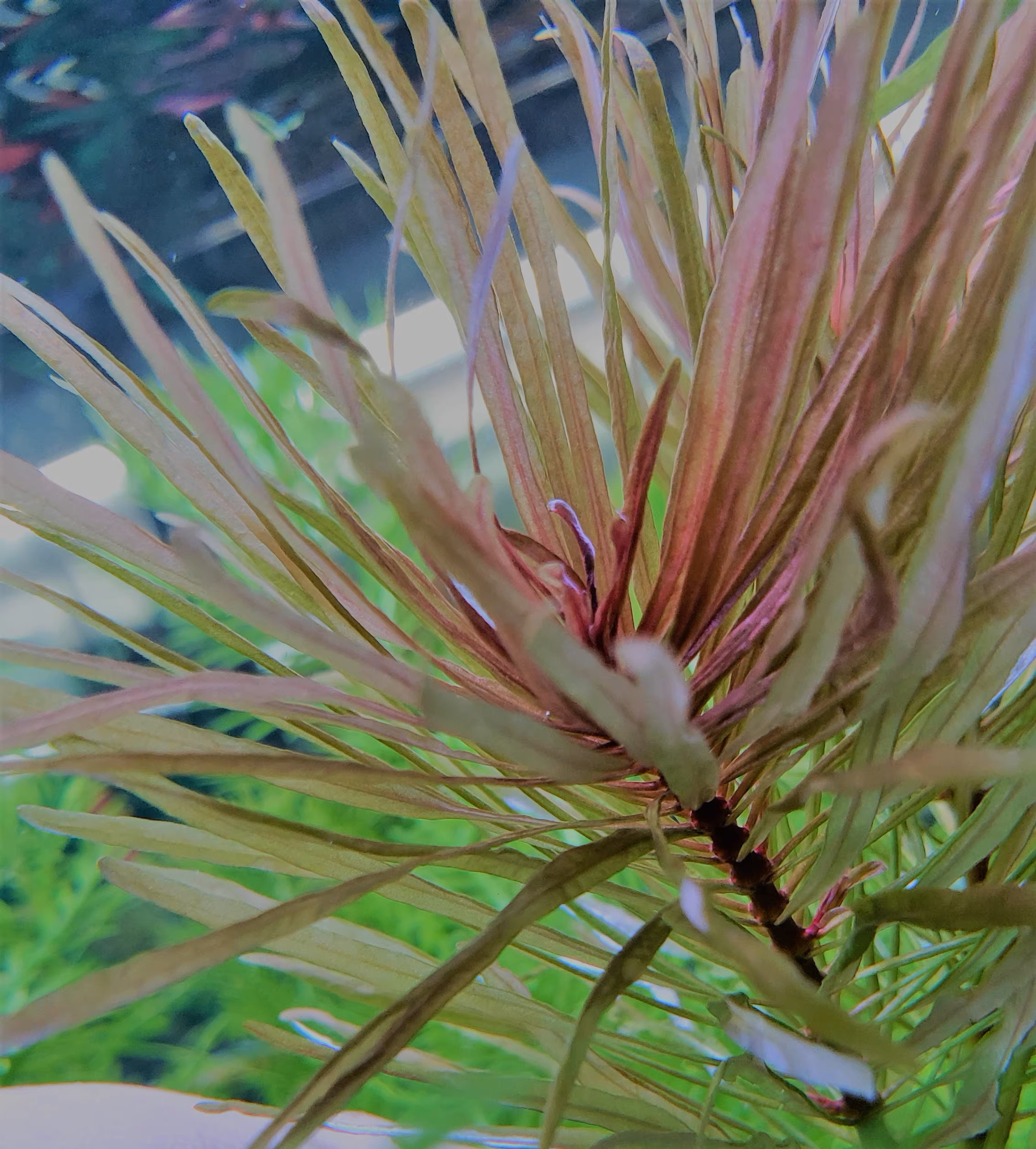 古巴葉底紅 Ludwigia Cuba (Ludwigia inclinata var. verticillata 'Cuba'):圖片 2