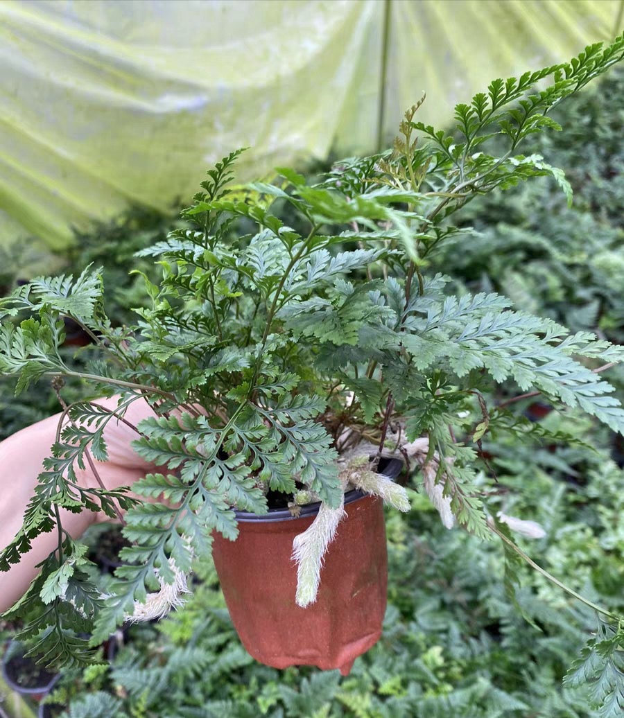 杯蓋陰石蕨 Rabbit's Foot Fern (Humata griffithiana):圖片 5