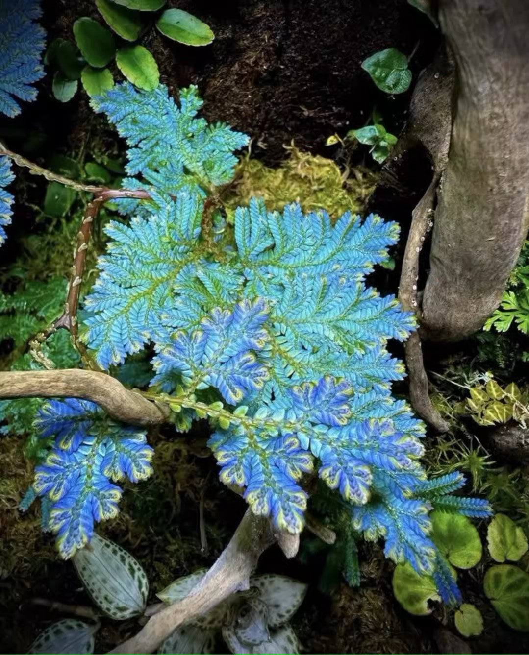 反光靛藍卷柏, 綠孔雀卷柏 Green Peacock Spikemoss (Selaginella uncinata):圖片 2