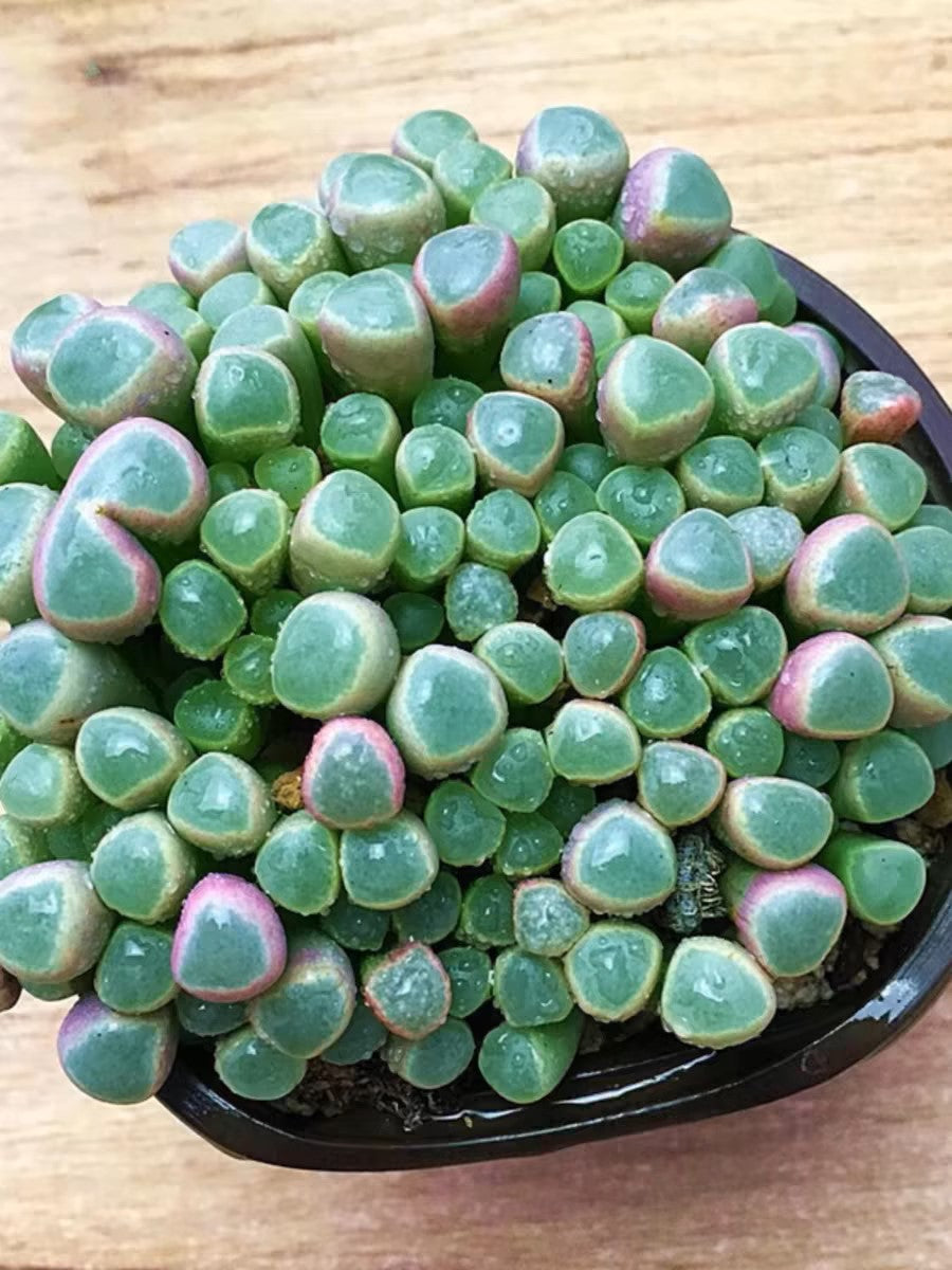 五十鈴玉 Baby toes (Fenestraria aurantiaca) (直徑4-6cm)：圖片 2