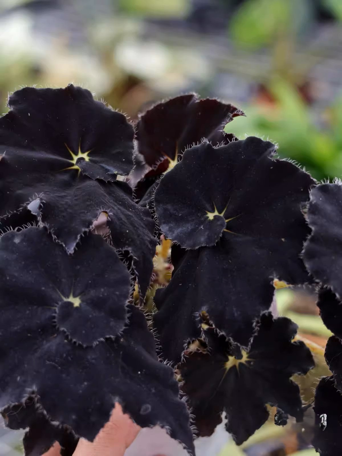 黑曼巴秋海棠 Black Mamba Begonia (Begonia 'Black Mamba'):圖片 3