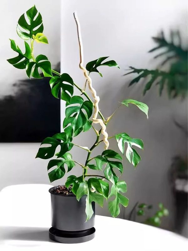 姬龜背 Mini Monstera (Rhaphidophora tetrasperma):圖片 2