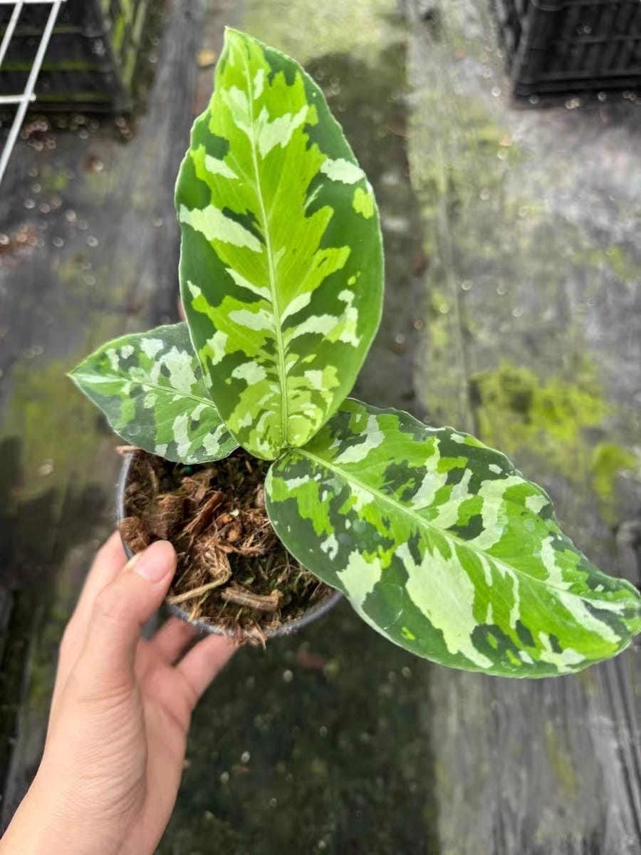 安達曼迷彩粗肋草 Aglaonema pictum tricolor:圖片 4