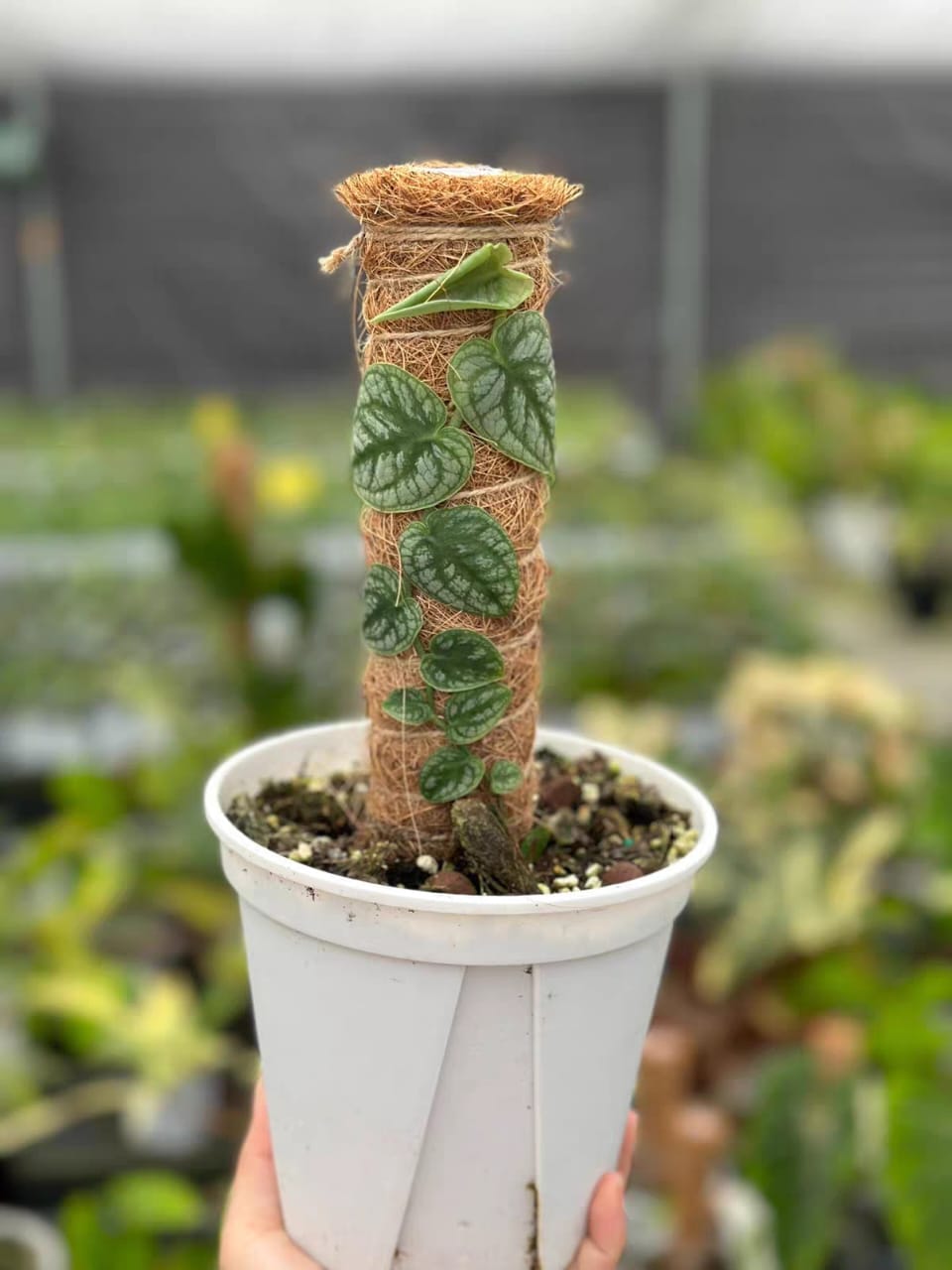 杜比亞龜背竹 Monstera dubia:圖片 2