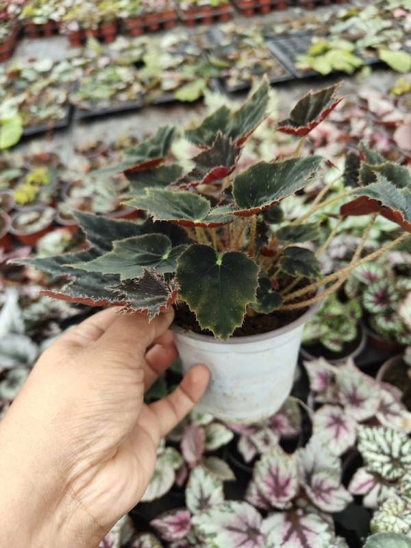 黑天鵝絨秋海棠|Begonia ‘Black Swan Velvet’：圖片 2