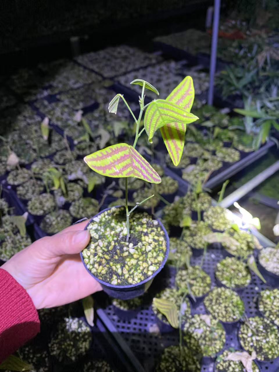 條紋飛機草 Christia obcordata:圖片 5